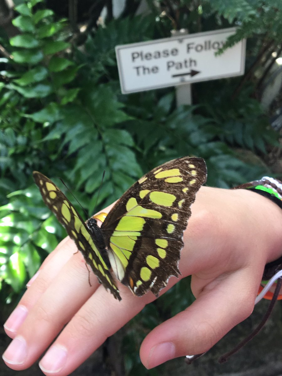 ebfavclass's tweet photo. Lots to see at the butterfly conservatory 🦋 #niagaratrip2017
@pineriveres @StupclassStupar https://t.co/0N9skH4vox