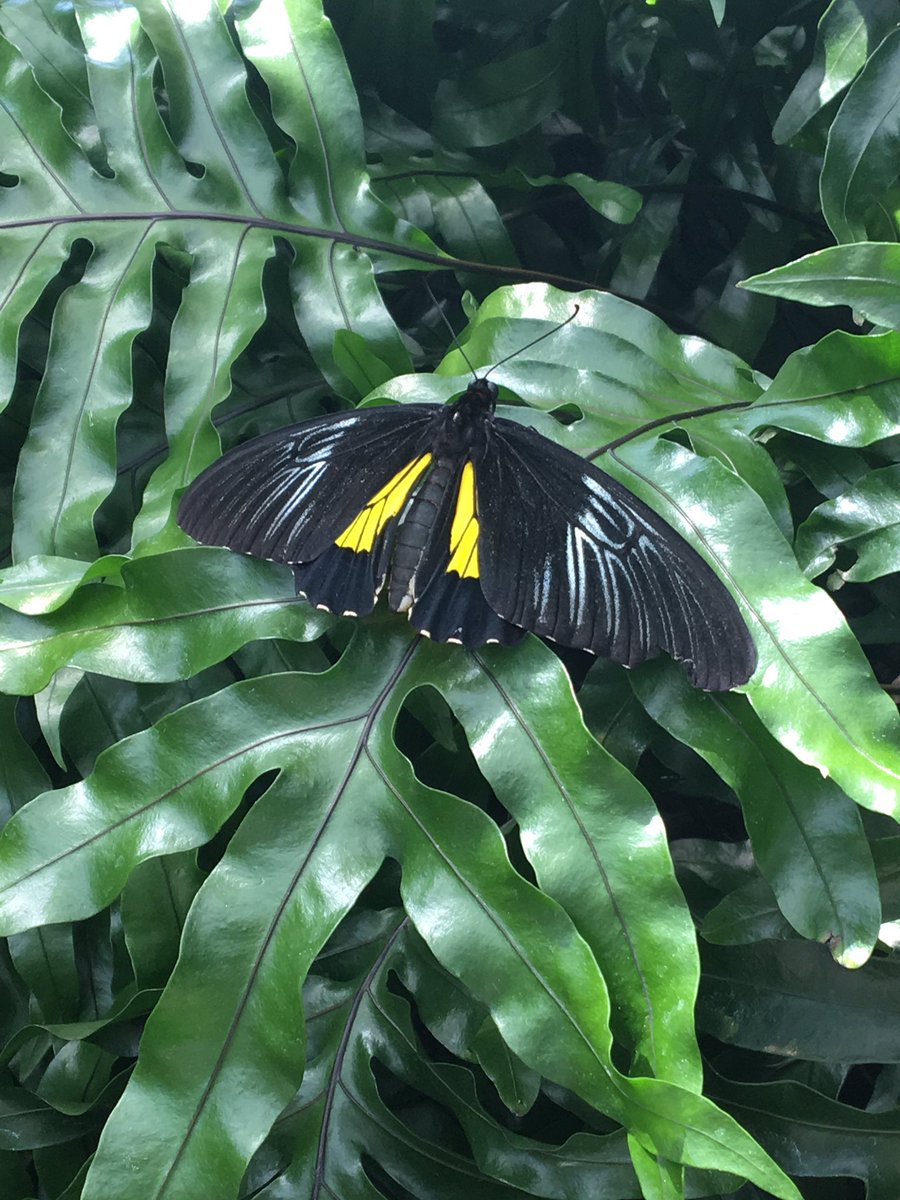 ebfavclass's tweet photo. Lots to see at the butterfly conservatory 🦋 #niagaratrip2017
@pineriveres @StupclassStupar https://t.co/0N9skH4vox