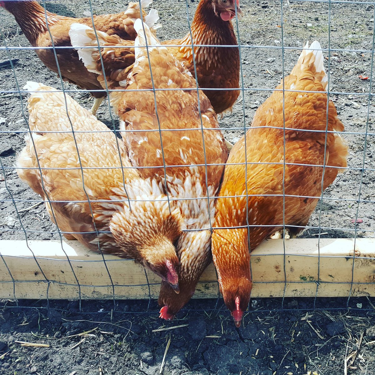 The grass is always greener... #ontheotherside #kraayfamilyfarm #chickenlife