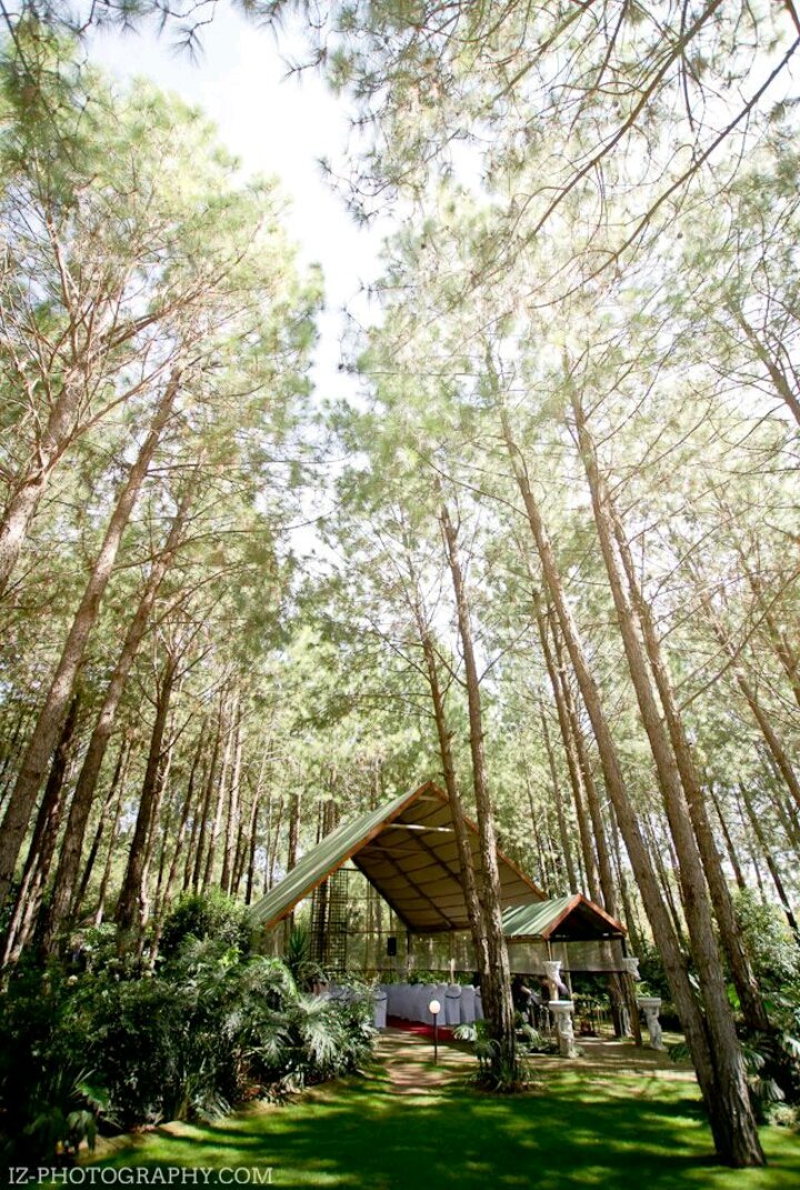 The Forest Walk - an enchanting venue &amp; beautiful forest #wedding #weddingvenue #johannesburg #CapeTown #WeddingPlanner #beautiful