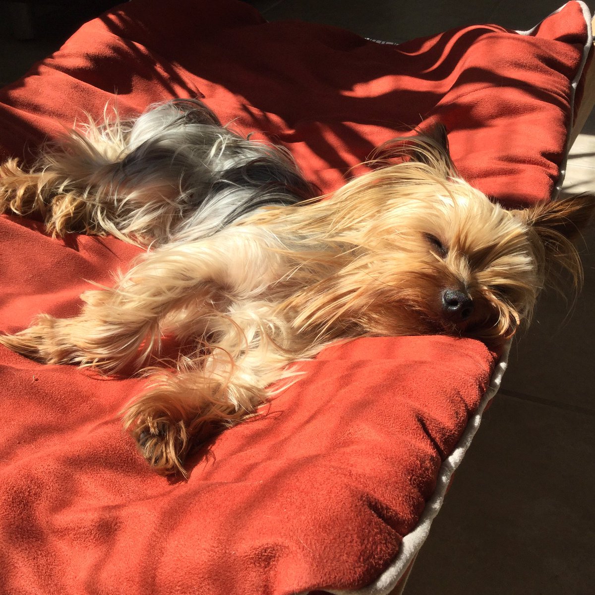 FranklinTails's tweet photo. #hammocklife https://t.co/jTt8KcU84p