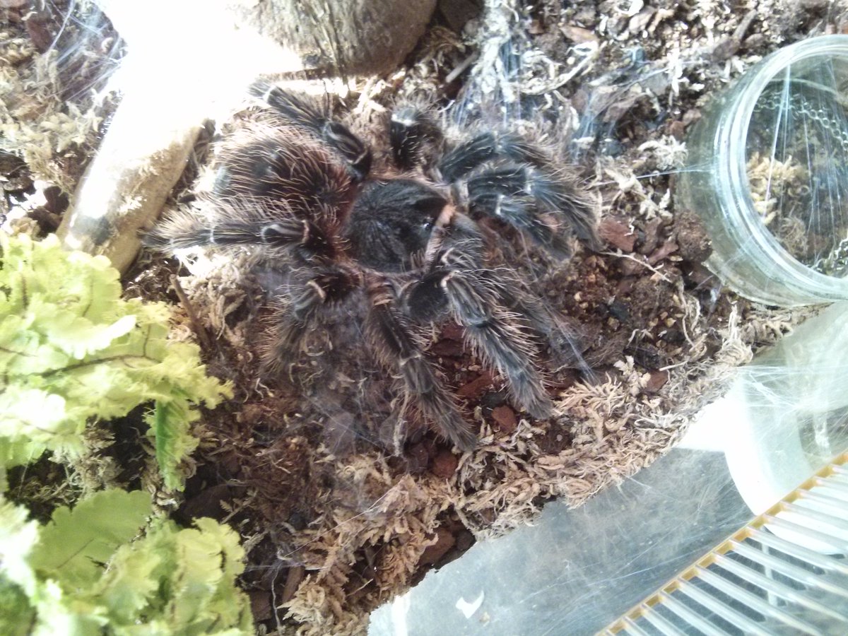 creatureark's tweet photo. Dora, our Salmon Pink Birdeating Tarantula, feels the world around her with her fantastic sensory hair. https://t.co/HQiGSFM8jS
