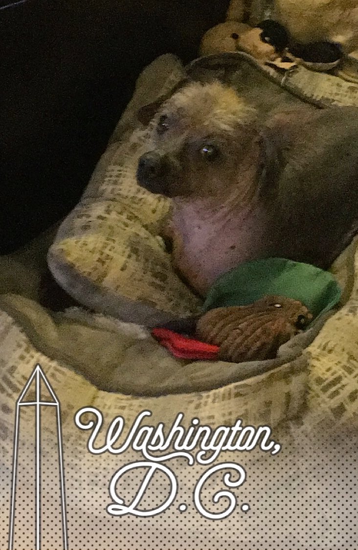 maxthedog_dc's tweet photo. Haven't tweeted in months!
Sry I havent graced y'all w glamour shots in Sphinx-like poses as usual🐶
Here's a few 4all my ladies out there😏🐾💋 https://t.co/N7hnzsq3vL