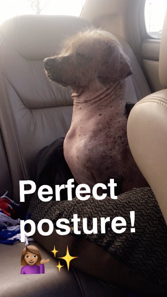 maxthedog_dc's tweet photo. Haven't tweeted in months!
Sry I havent graced y'all w glamour shots in Sphinx-like poses as usual🐶
Here's a few 4all my ladies out there😏🐾💋 https://t.co/N7hnzsq3vL