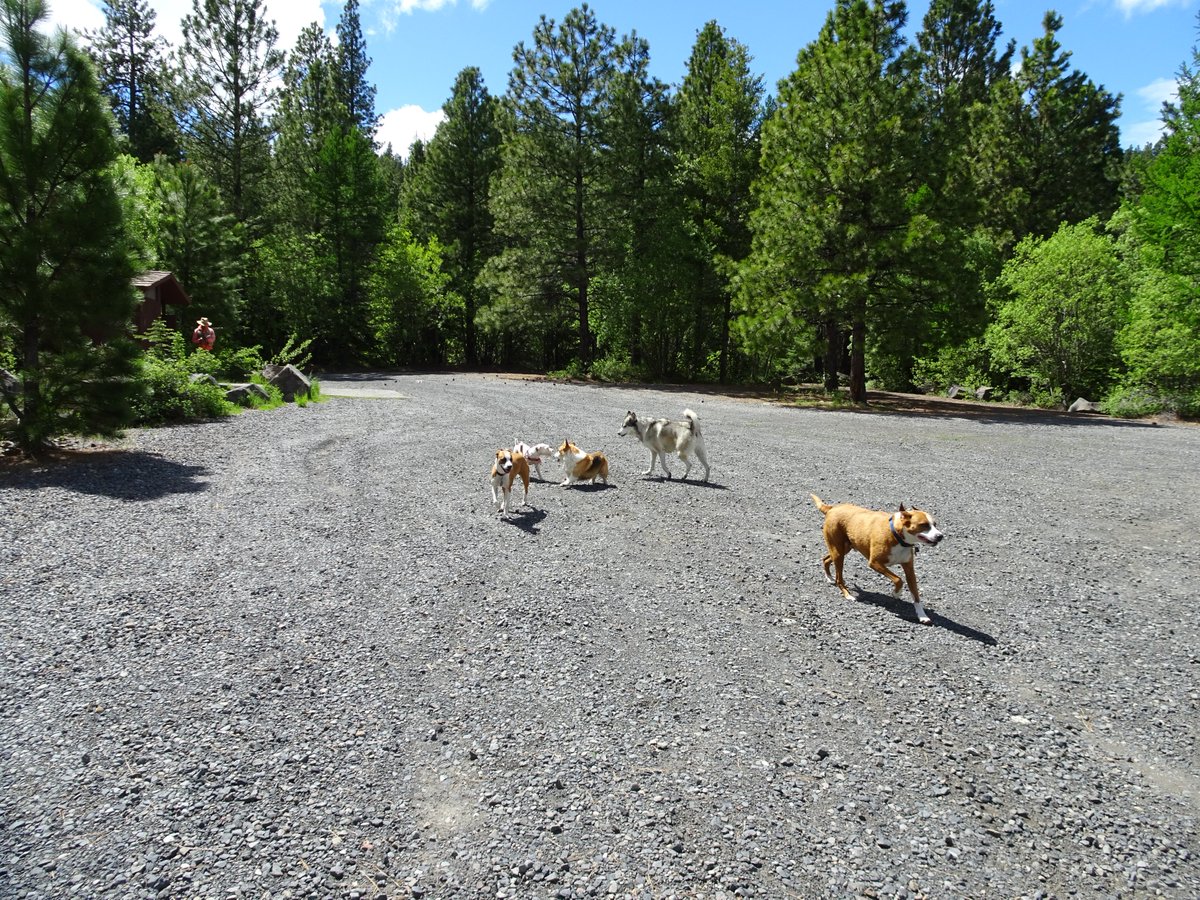 YutahWolamute's tweet photo. #Behhive today road was close to vehicles due to landslides so a 9 mile walk. We met new pals. #Yutahsadventures https://t.co/ML6mIbcXgH