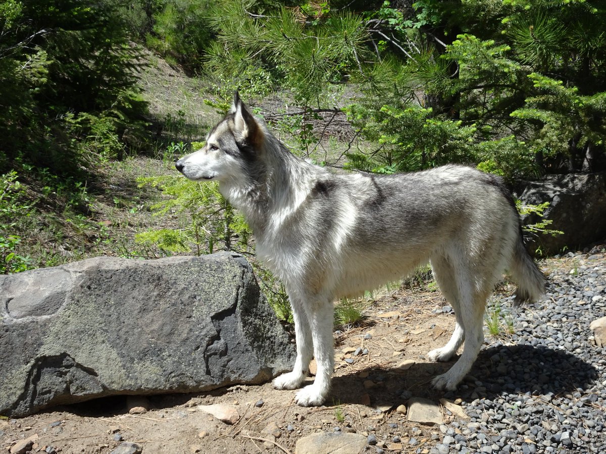 YutahWolamute's tweet photo. #Behhive today road was close to vehicles due to landslides so a 9 mile walk. We met new pals. #Yutahsadventures https://t.co/ML6mIbcXgH
