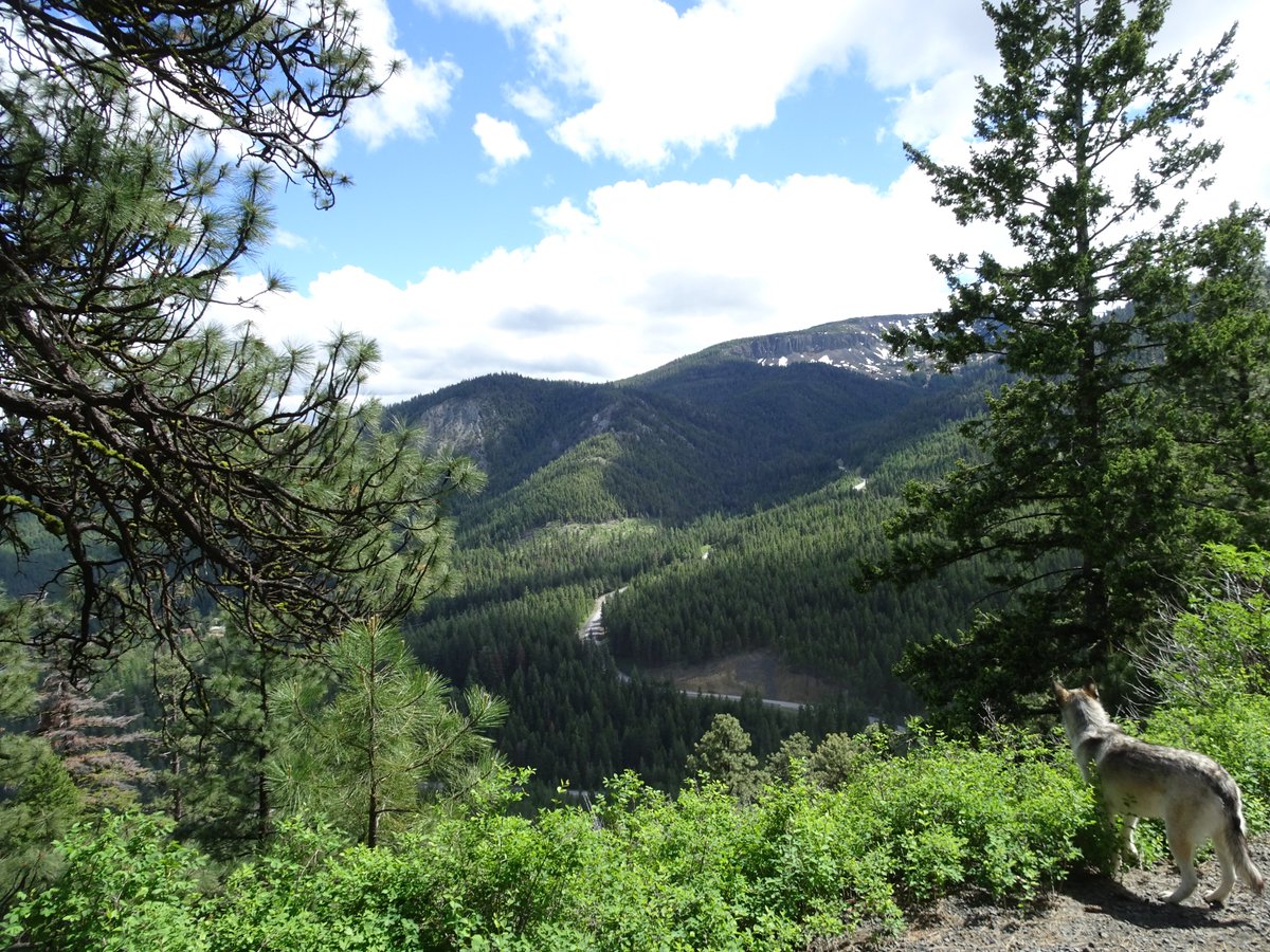 YutahWolamute's tweet photo. #Behhive today road was close to vehicles due to landslides so a 9 mile walk. We met new pals. #Yutahsadventures https://t.co/ML6mIbcXgH