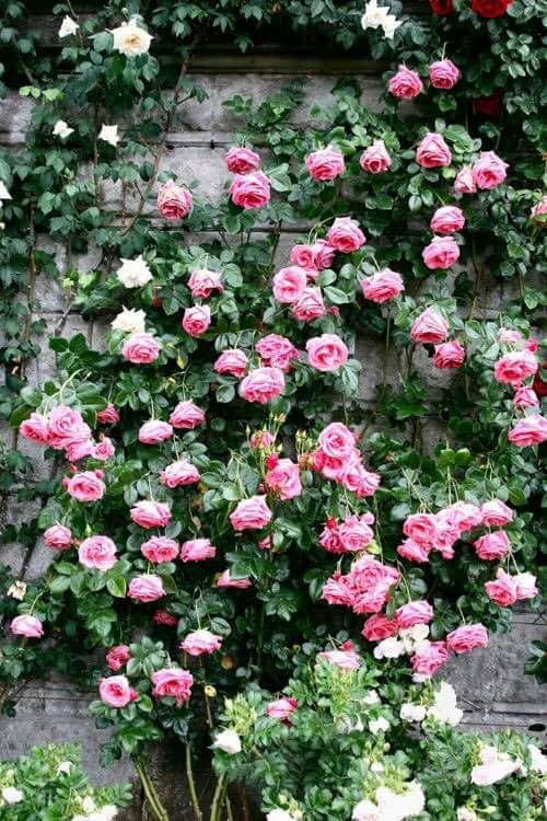 MonaneAsma's tweet photo. A little secret garden https://t.co/oGywqplNxo