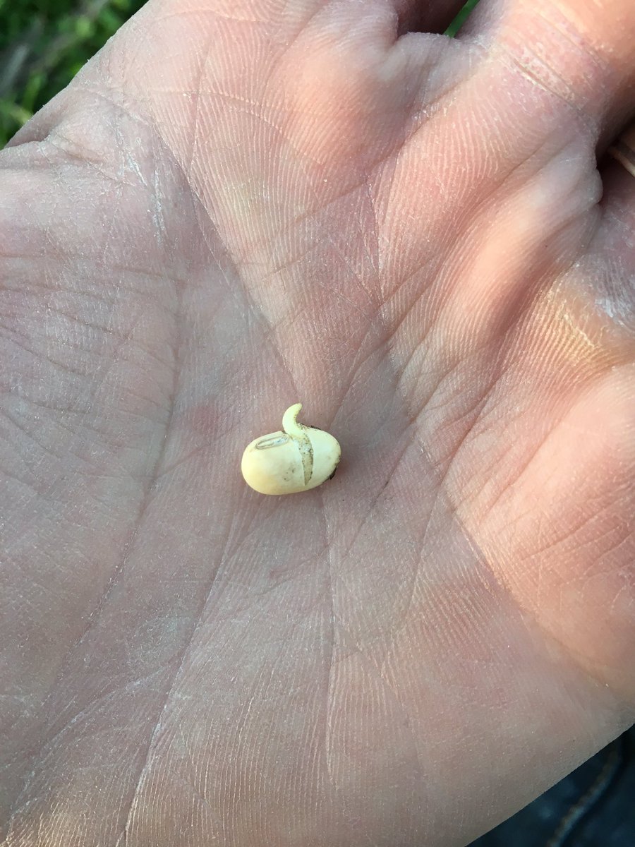NEIAAgron's tweet photo. #P22T73R in the ground for 24 hours and already defending his title from last year! #YieldHero https://t.co/wzapIsYEAh