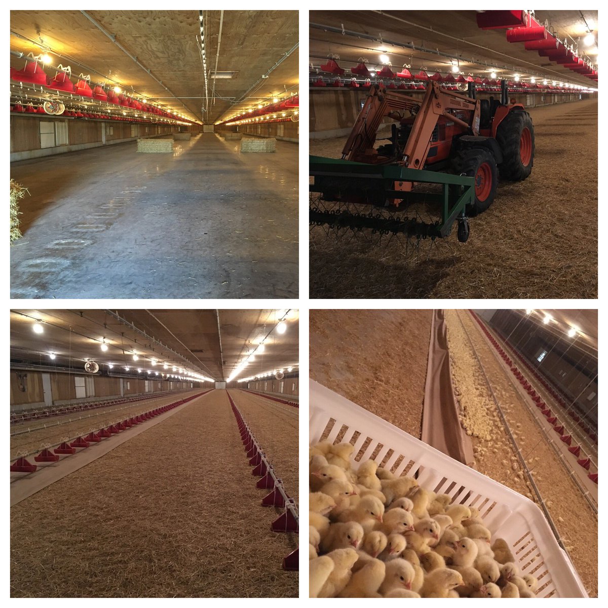 Spent a couple days getting the #broiler barn ready. Love the #rotaryfork to level straw. #chicks are doing great!!