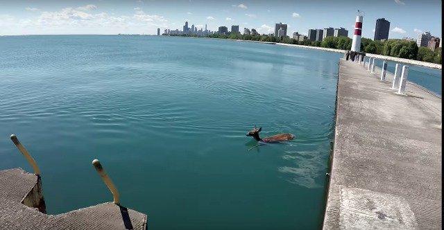 Chicagoist tweet media