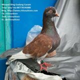 Hashtag Merpatitinggian Sur Twitter