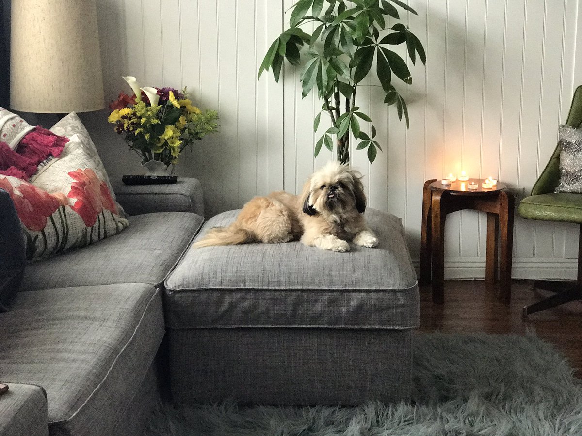QuirkyPup's tweet photo. I'm having some me time https://t.co/4LpiLbjhj9