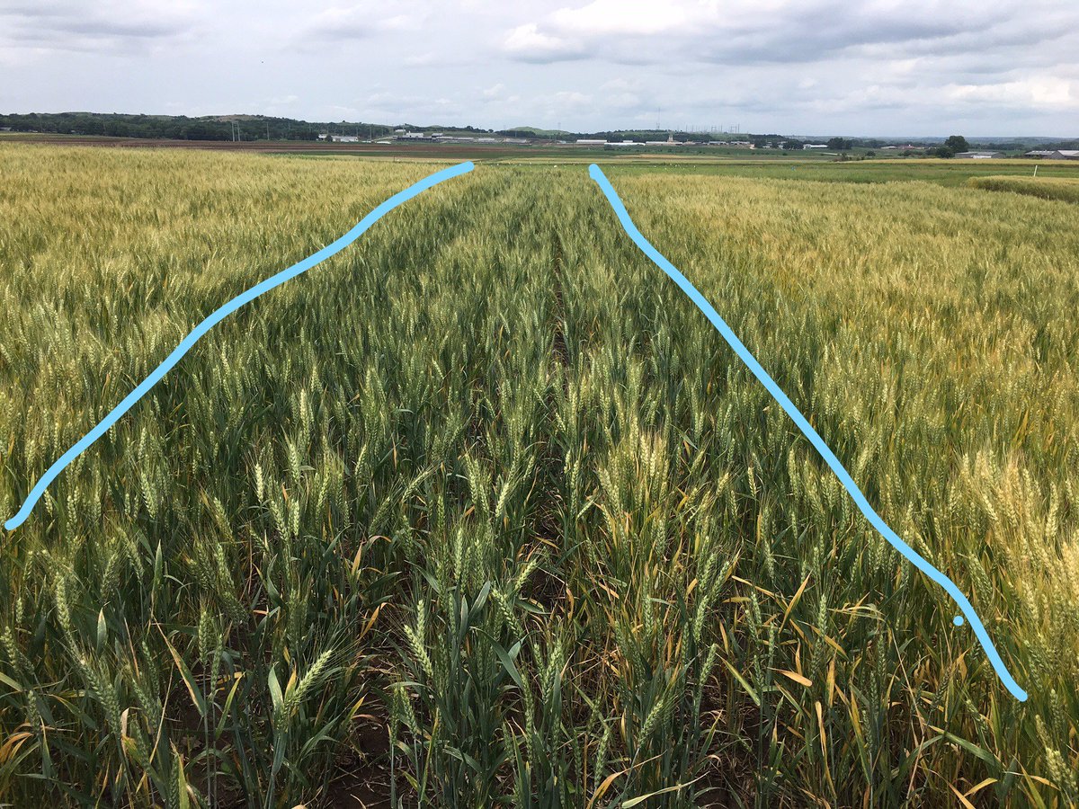 SoilFertilityKS's tweet image. Delayed maturity &amp;amp; poor #wheat growth/yield with no #phosphorus fertilizer. @KStateAgron @PlantNutrition @KStateSoilTest