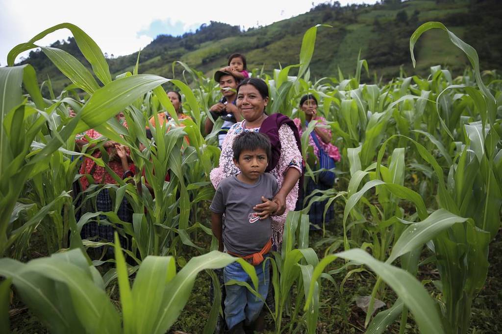 Serotencio's tweet photo. De archivo. Una familia observa desde la milpa un meeting político. San Pedro Carcha. Alta Verapaz. 2014.
#hallaz… https://t.co/jbfZ92VP2T https://t.co/iLJLG7Izhq