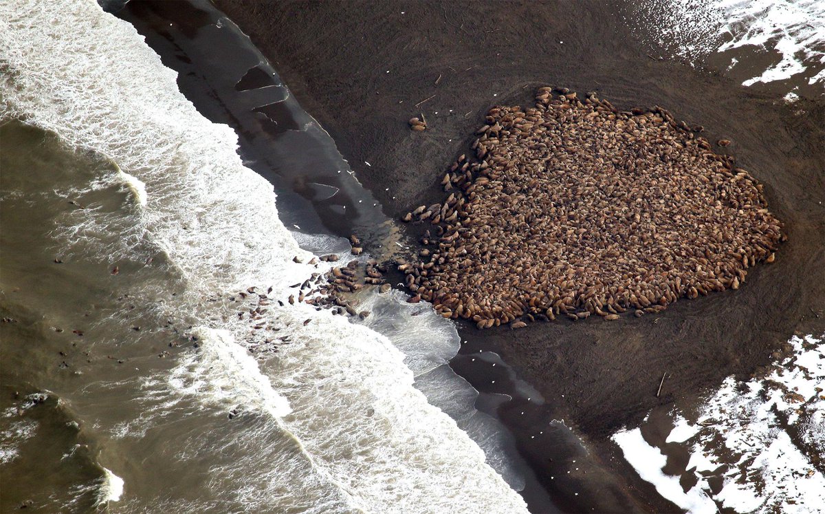 Claire_Simeone's tweet photo. @TMMC @ajam @NOAAFish_PIFSC @savingmonkseals Arctic marine mammals that rely on sea ice are particularly sensitive to changes that may increase disease spread https://t.co/pSLpTDINZJ https://t.co/C6UBxyt2Su