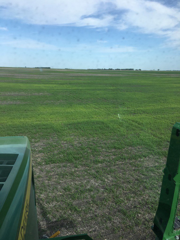 jdfarmernd's tweet photo. Wild oats that made it past our herbicide program 2015(resistant)
Coming back w vengeance 2 seasons later
#dieweeds https://t.co/5YH0AR4fPF