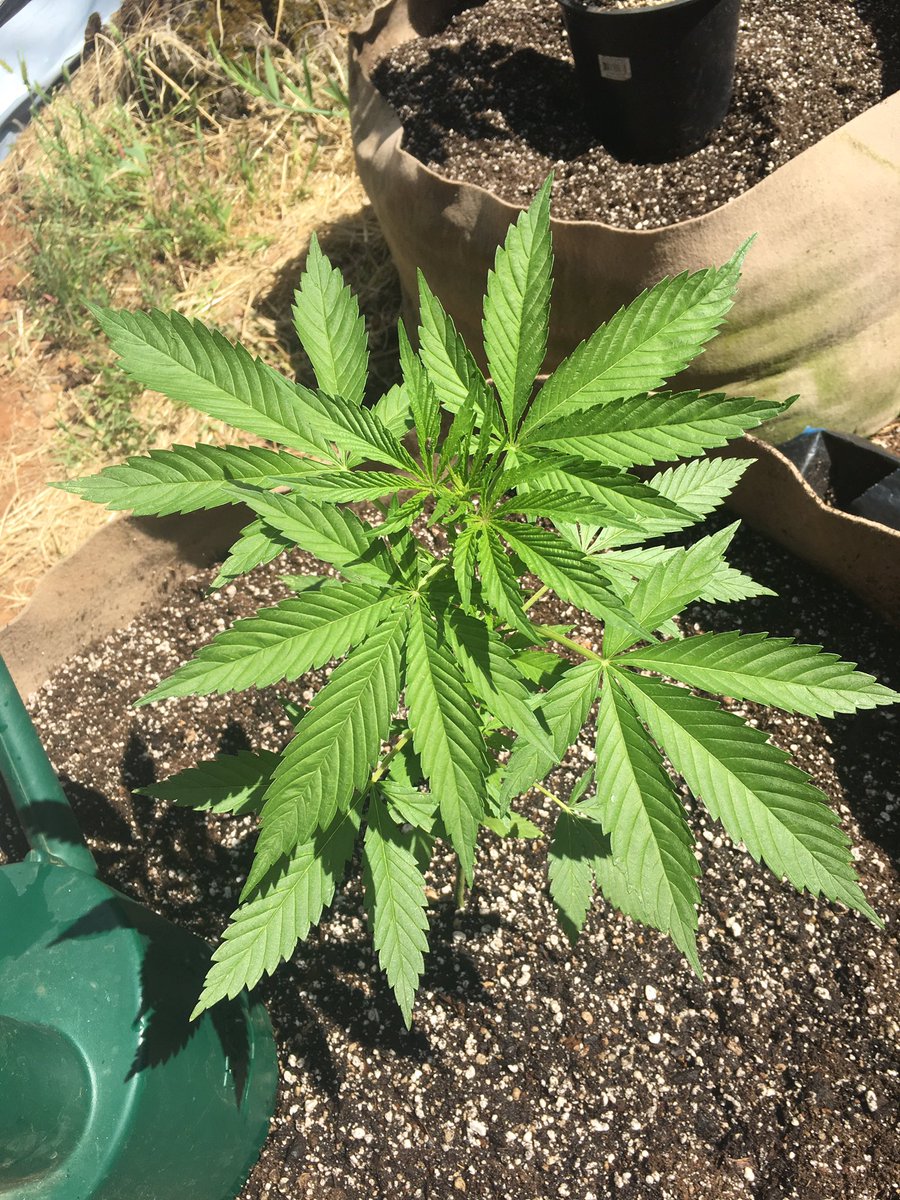 大麻辞典 バッツ 花 Togetter 大麻辞典 バッツ 花 Togetter