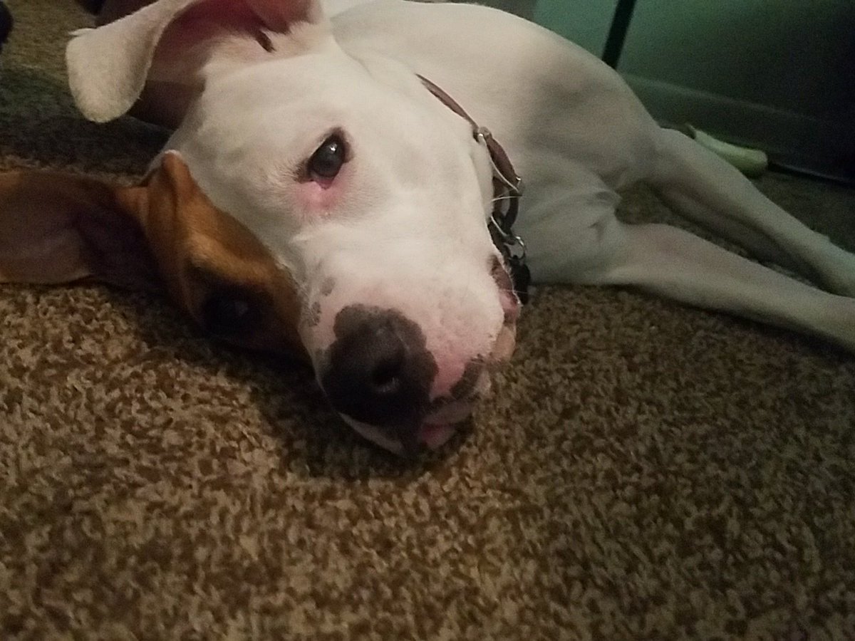 Squid_Prints's tweet photo. @afentra Ummm..I think I own your dog. https://t.co/ol4jFuUHF0