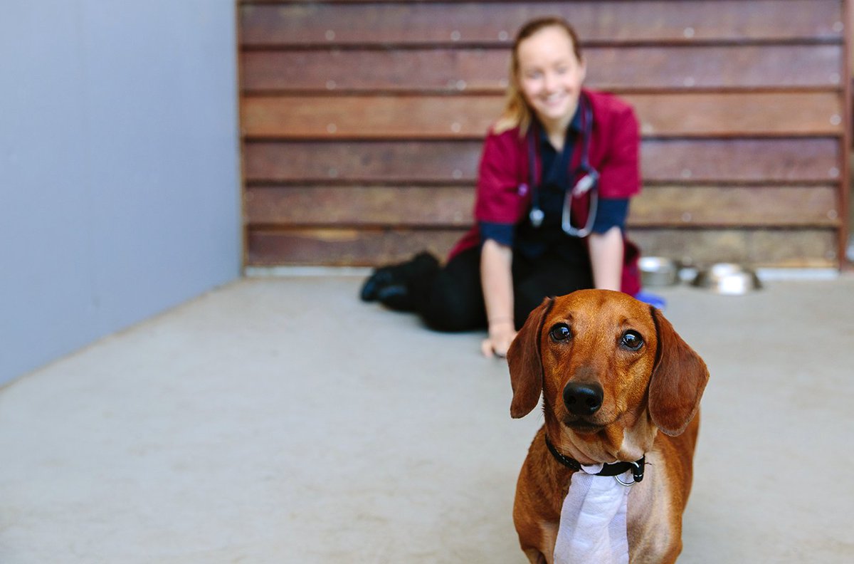 #UQ's Contact magazine caught up with some cute critters after spending a day at <a href="/UQGattonUpdate/">UQ Gatton</a>. Check out the pics bit.ly/2rMTNgV