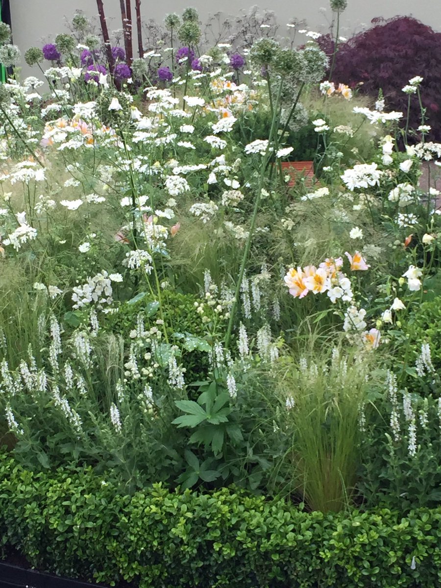 PowersFlowers's tweet photo. Just back from an evening at #Bloom2017.  Some fab gardens. It's on a roll! https://t.co/WiZETiGQP4