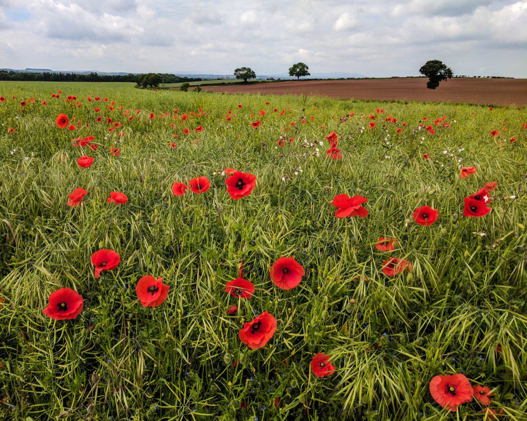 #Shropshire #poppies #CleeHills #photo by @evansjohnd #500pxrtg #teampixel  500px.com/photo/214364513