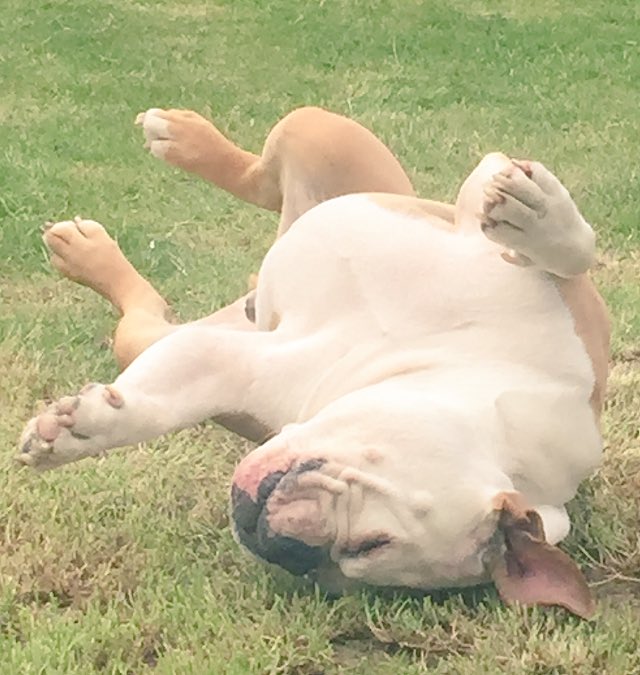 hoskinsbulldog tweet picture