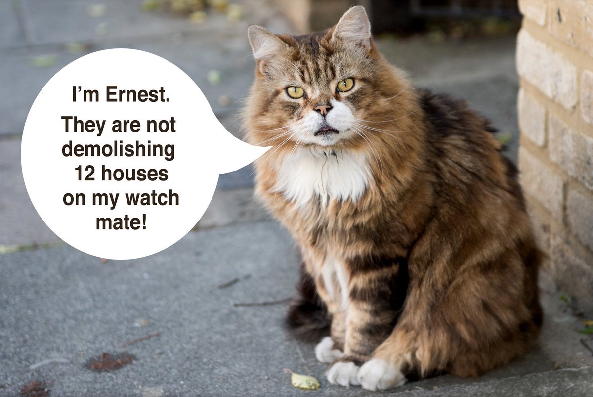 AnitaaAnderson's tweet photo. @HarringayCat Have you met Ernest?
#SaveWilberforceRoad https://t.co/wNX4DQFgha