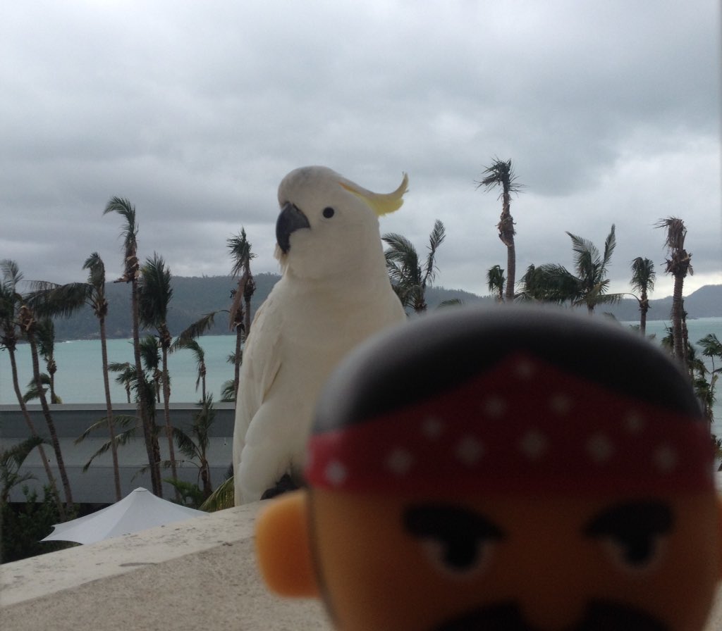 PirateDaniel17's tweet photo. Look who's joined me for breakfast on the balcony @HamiltonIsland #namethatbird #forameritpoint @WestertonPS https://t.co/EBrcT9h5gS