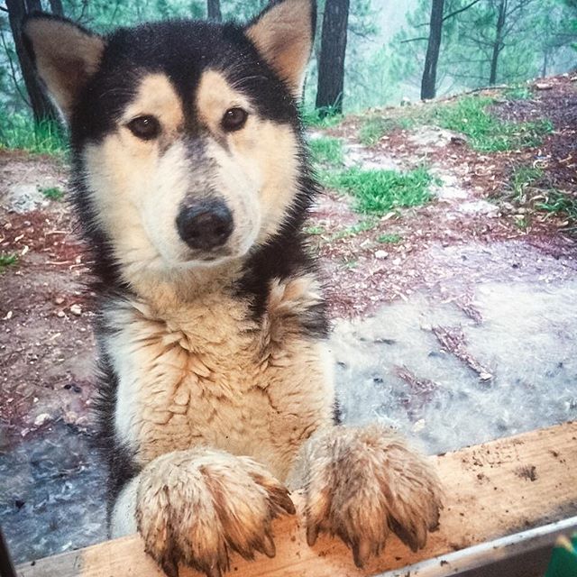 jazzstar3729's tweet photo. Reposting @health2help:
- It's so rainy, let me in! - Хозяин, пусти обсохнуть((
#guatemala #healthandhelp #dog #husky#huskylove #happiness https://t.co/uHCA2F8S9I