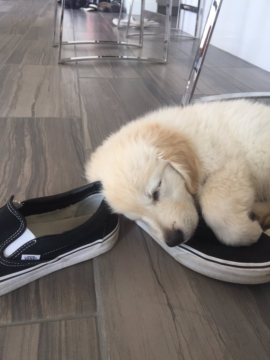 BartBaker's tweet photo. He's obsessed with my Vans - sorry converse 😂 @VANS_66 https://t.co/DzQ4jaNRrQ