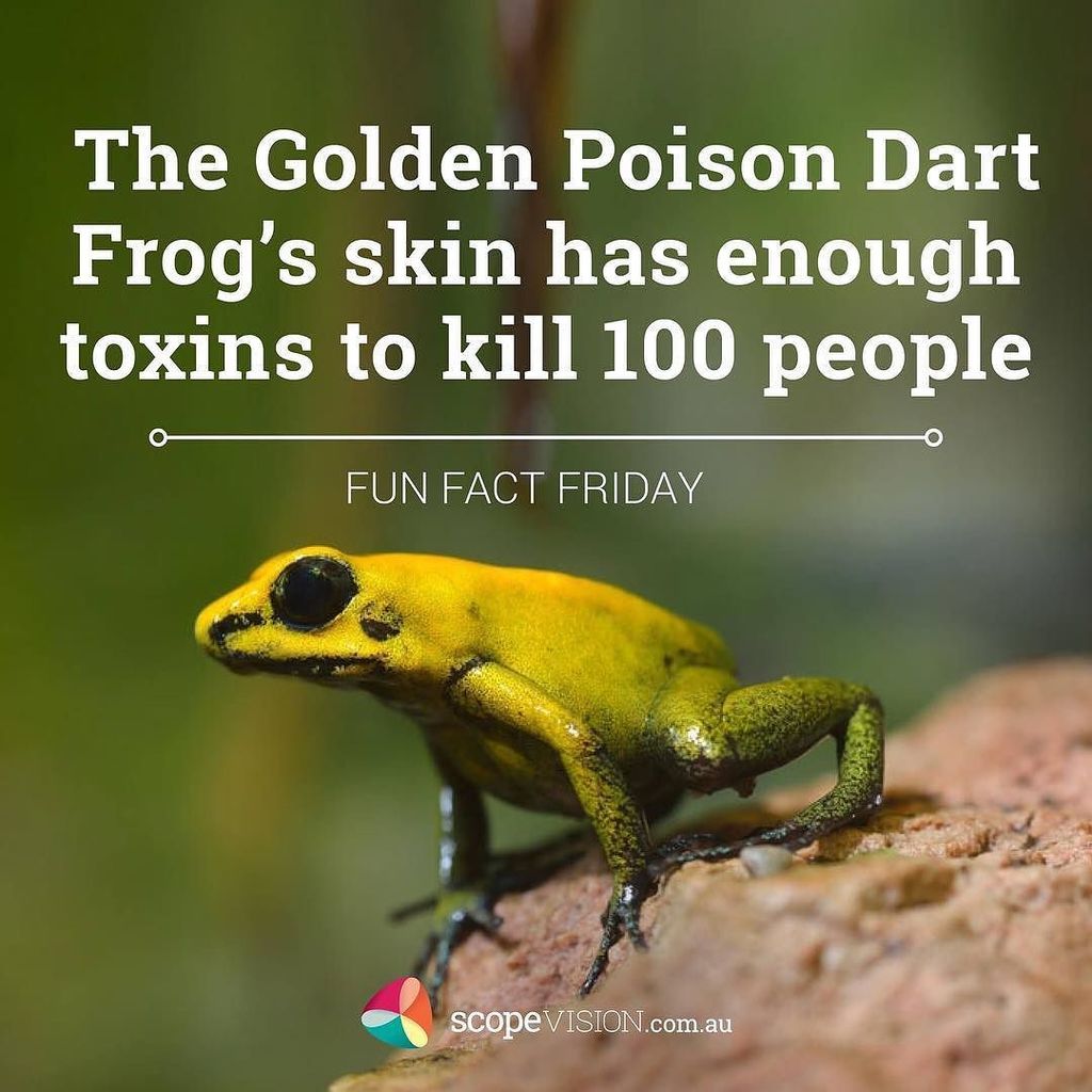 scopevision's tweet photo. Always be suspicious if you receive a frog in the mail! �� 
Fun Fact Friday! 🐸
Be curious…..Be interesting….Engage!… https://t.co/3GfdrJwdEB https://t.co/eS6gZik8GJ