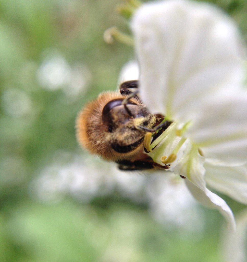 A sad day for all living creatures on our planet 🐝🌏 #ParisAgreement #ActOnClimateChange #savethebees #manuka