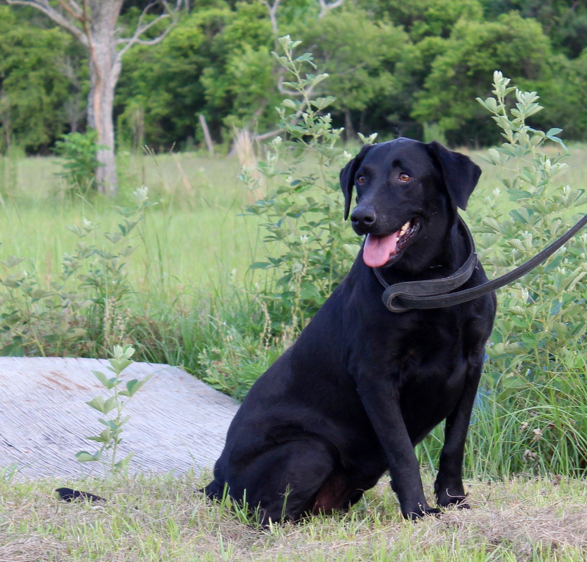 TCARPetsGA's tweet image. ISO a #home!  Male #labradorretriever Contact 706-326-7196 to #AdoptDontShop and #Save a life! 2-4 yrs old 
#dogsoftwitter #dogs #dogslife