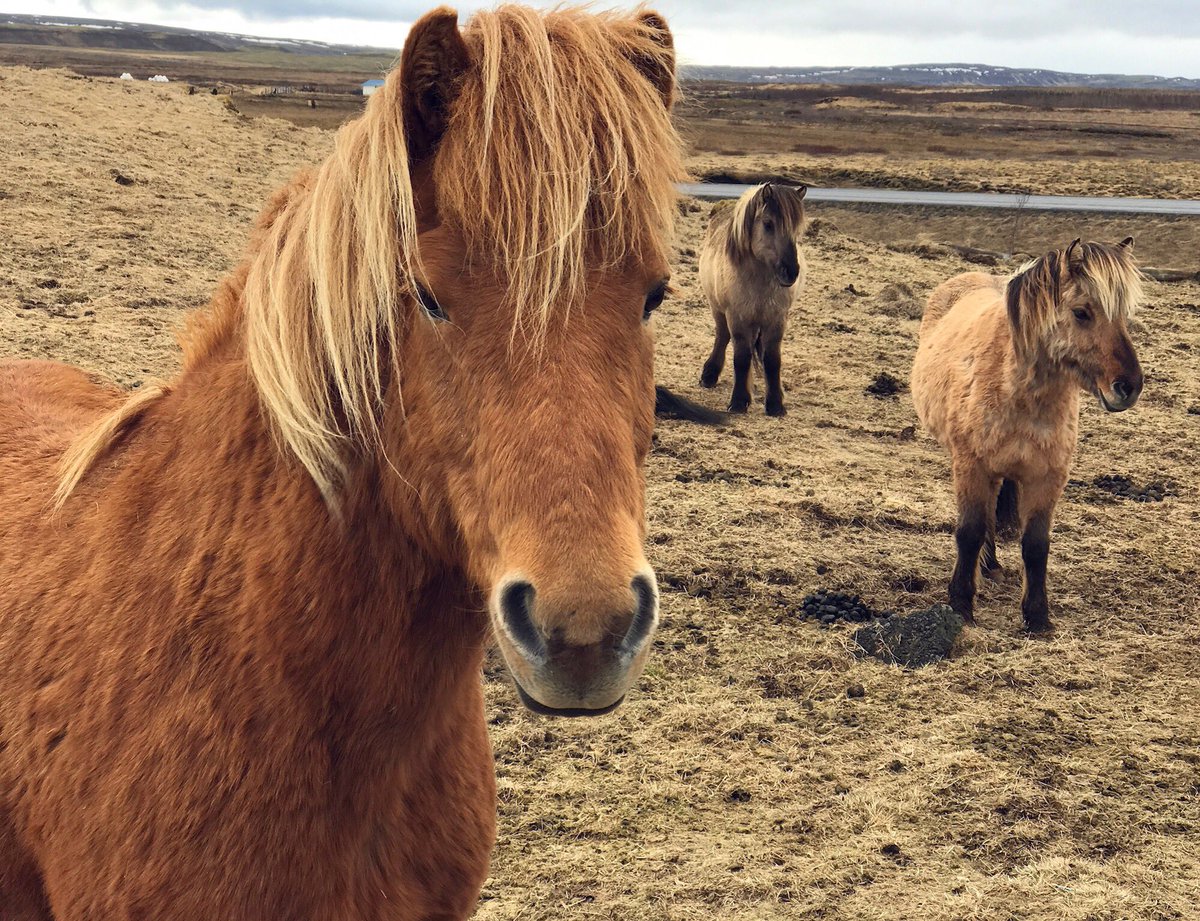 TripcorTravel's tweet photo. Neigh girl, how you doin'? #Iceland https://t.co/Ajmz8DI8Yy