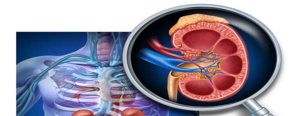 7 Tips for Taking Care of Your Kidneys >>> bit.ly/2c1vWhS