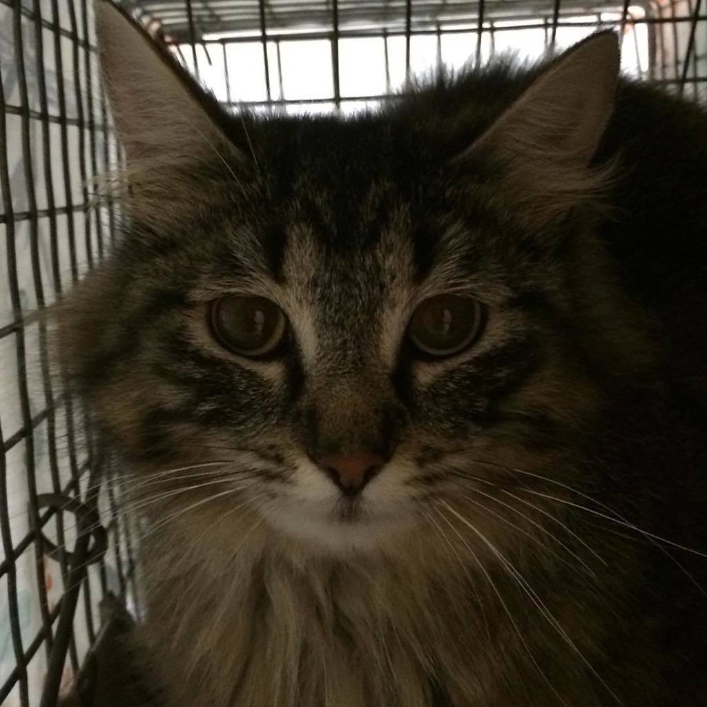 FeralCatsOR's tweet photo. Today's cat is from SE Portland and is cared for by a resident of an adult care home.
.
.
.
#catsofinstagram #pdxc… https://t.co/Ag0AR5Llyg https://t.co/36Ien1rDkz