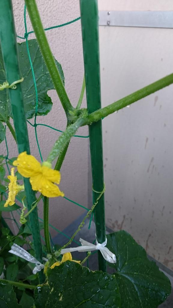 きゅうりの花は咲いているのに実がならない 考えられる原因と対策は 野菜大図鑑