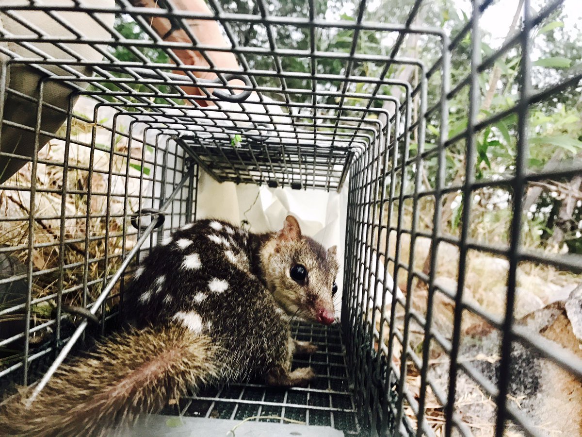 Skye Cameron tweet media