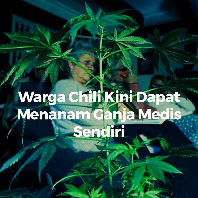 Warga Chili Kini Dapat Menanam <a href="/GANJAmedis/">#GANJAmedis</a> Sendiri.
LGN.or.id/warga-chili-ki…
#infoLGN