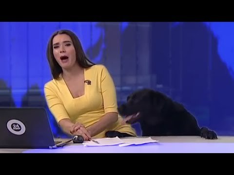 pawsforpeeps's tweet photo. A News Star is born…
This news anchor is shocked to see the new star on the ... - https://t.co/5xlR9KTCnJ - #CuteFunnyDogVideo https://t.co/XlXfXe1tIE