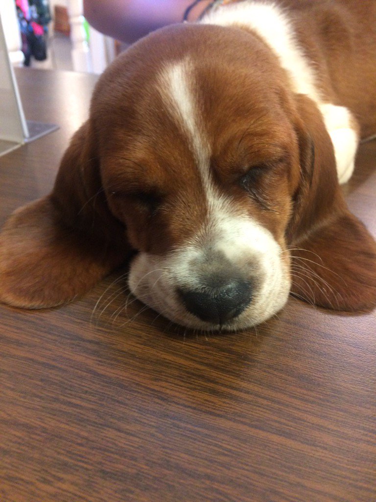 Groominggirls's tweet photo. Check out Sherlock! https://t.co/8ou6o1ah1g