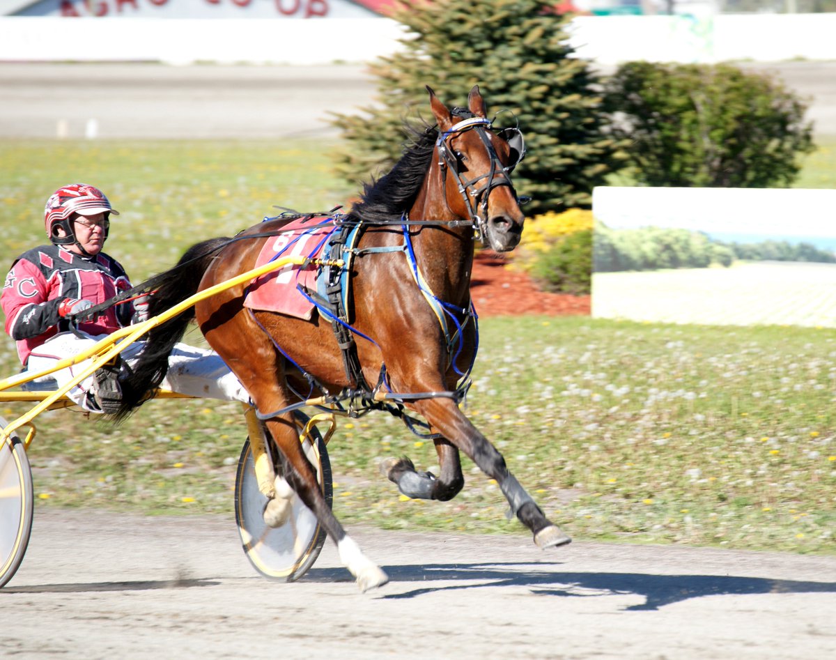 Mozartsplace's tweet photo. SUPER proud of little sis #CamChowder🐴—she qualified today…https://t.co/vNWrawsKbG @AprilFuel @tj2don #HarnessRacing https://t.co/sw90tAdJtA