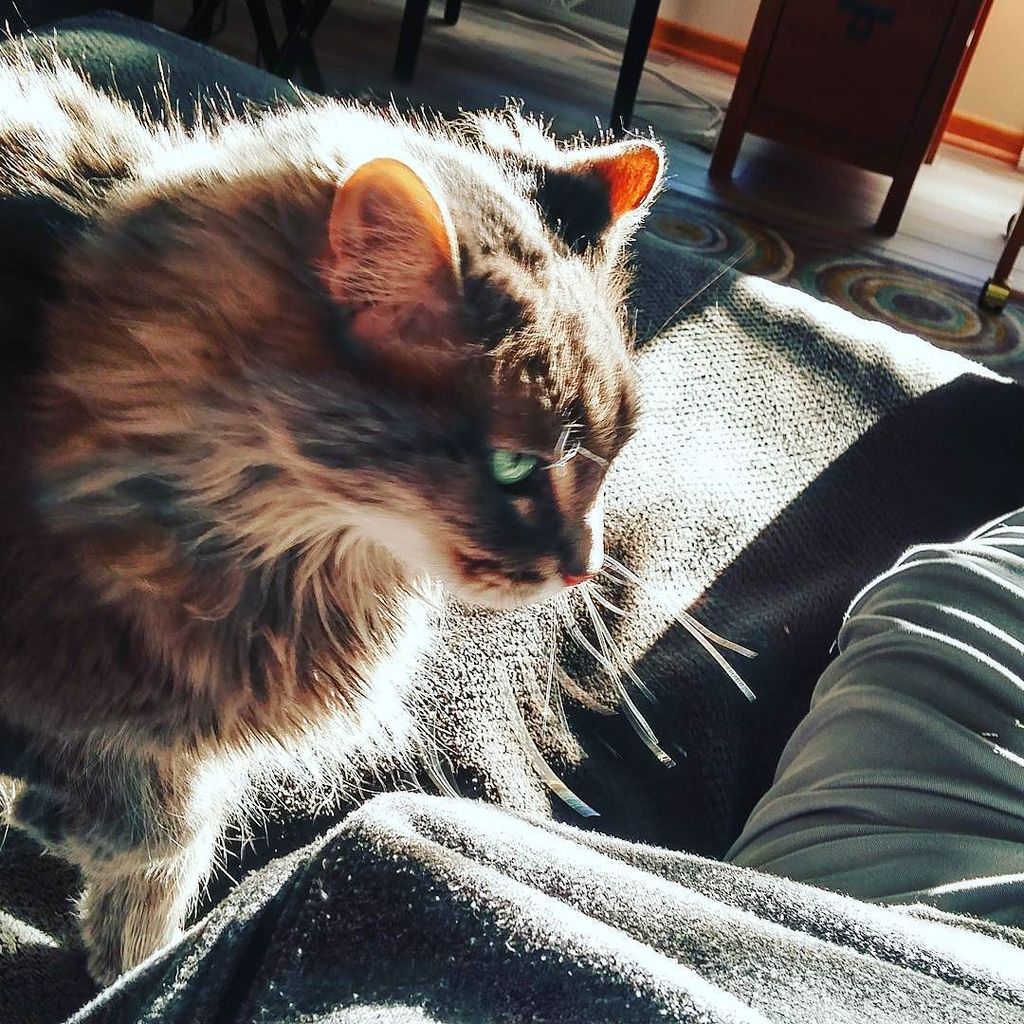 Wisconsinights's tweet photo. #Misty #MistyCat #StarvingForAttention #Cat #Cats #Kitty #WisconsinCat #Wisconsin #WI #PleasePetMe #Kitties #Wisco… https://t.co/rT2hjM2zLx https://t.co/dimnD9XY1t