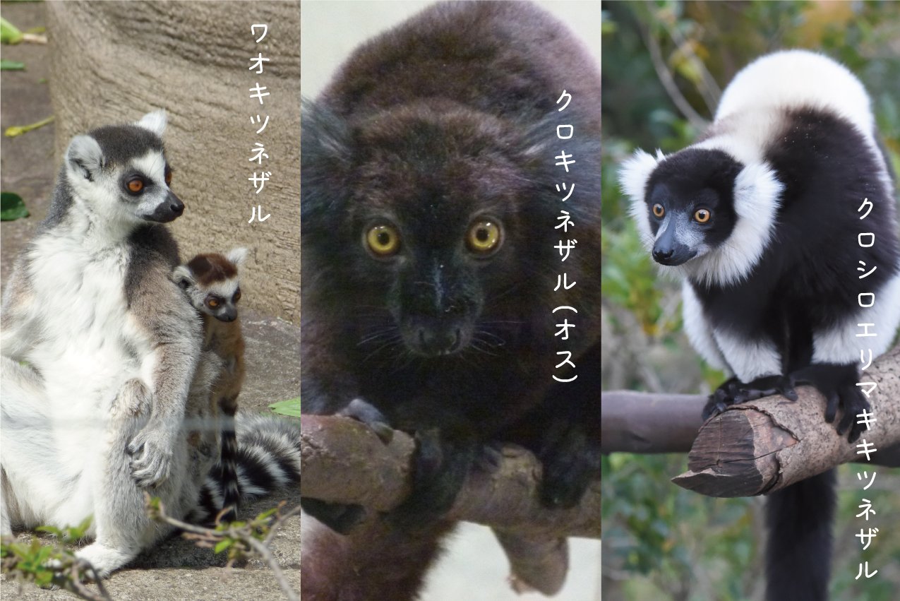 上野動物園 公式 V Twitter 早口ことばで言ってみよう ワオキツネザル クロキツネザル クロシロエリマキキツネザル ３回 かまずに言えたかな 上野動物園 西園 マダガスカルの動物