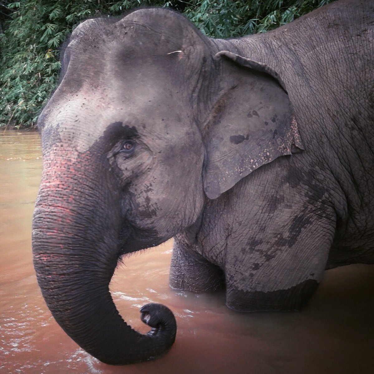 ThinkElephants's tweet photo. Time to relax #goodnight #thinkelephants https://t.co/Lpp2jNnRx6