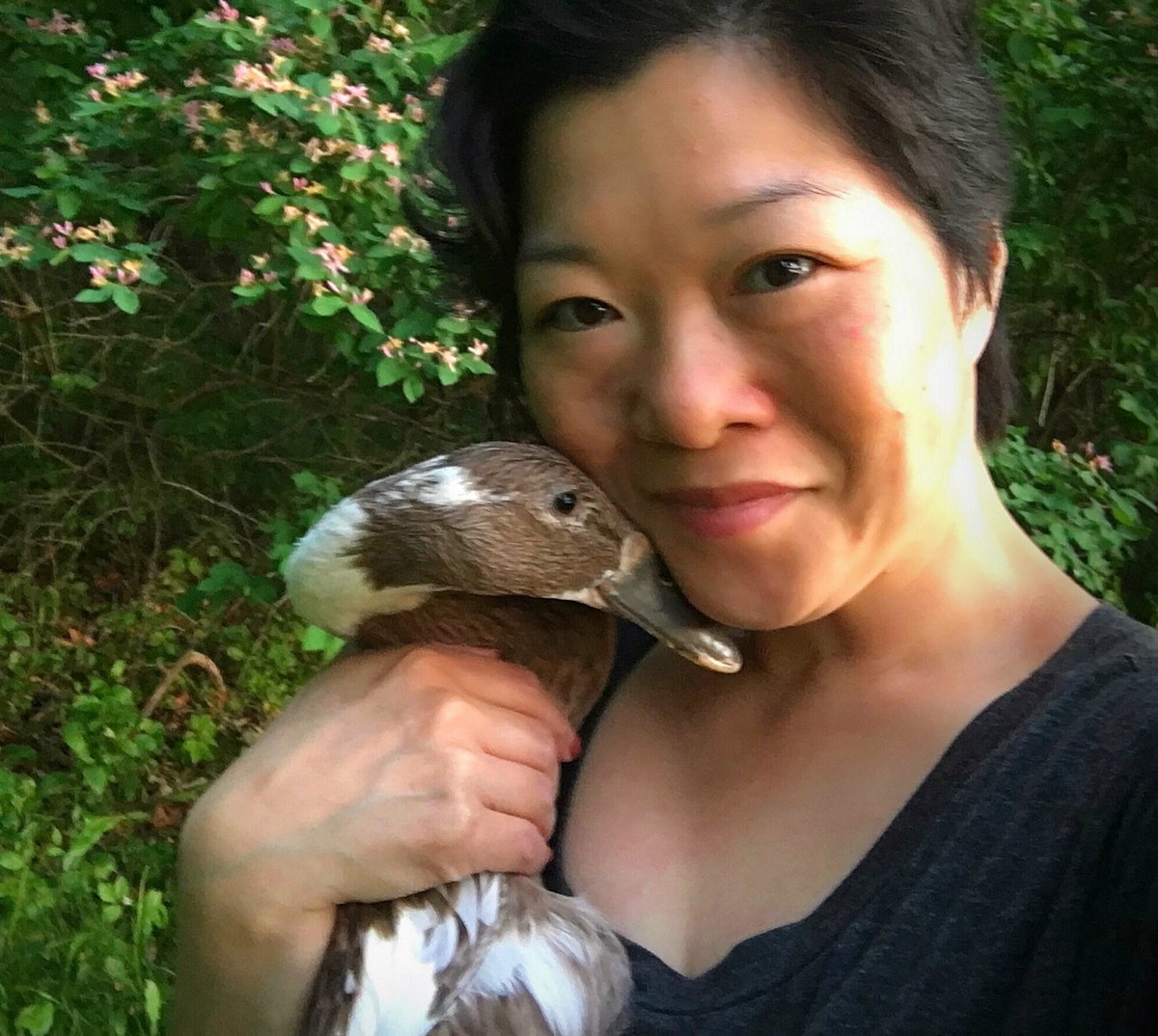 WaterfowlDoxies's tweet photo. Penelope's sister, Sylvia, is getting most of the attention lately. #JealousDuck #PowerSnuggling 🦆🦆🦆 https://t.co/U0lYDmSDG1