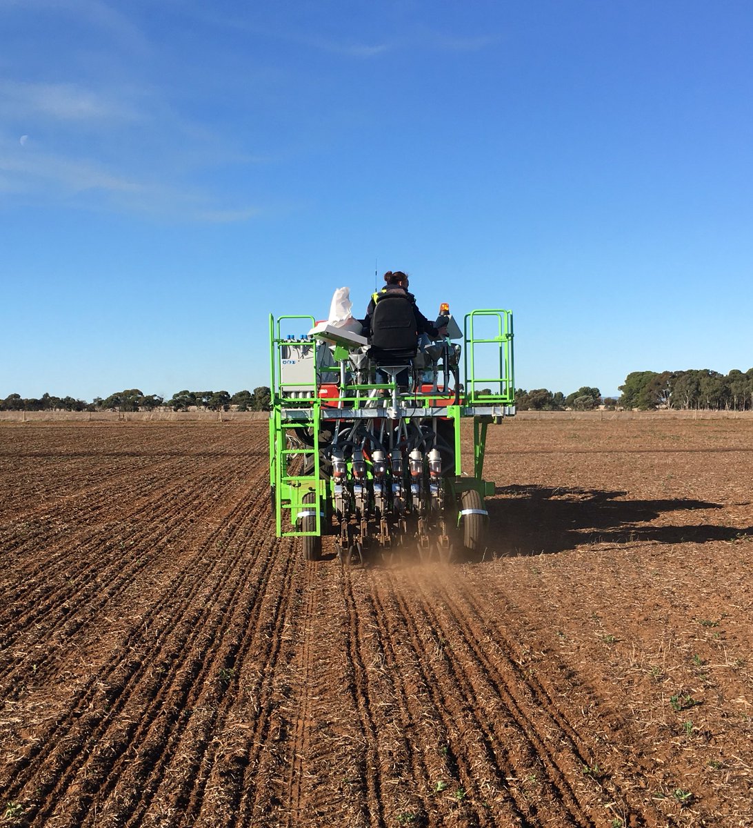 Blue skies and more blue skies at Roseworthy today 👌🏼 <a href="/agtbreeding/">AGT</a> #wheat #agchatoz #plant17
