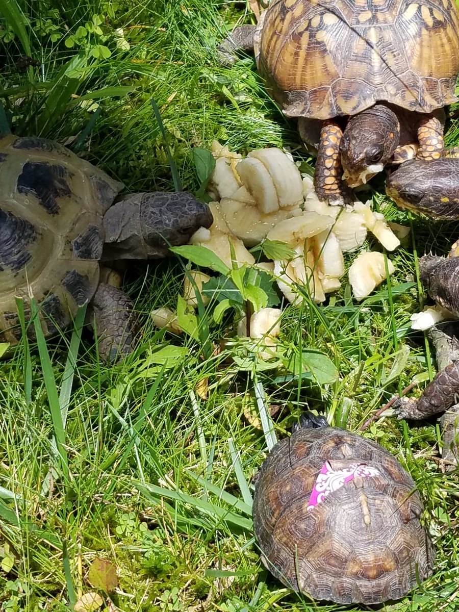 l_a_u_h_a_y_719's tweet photo. @TheDrawingZoo Box turtles &amp; one Russian tortoise eating some bananas! #turtles #tortoises #nomnom #boxturtles #russiantortoises #reptiles https://t.co/v8dG1beKif