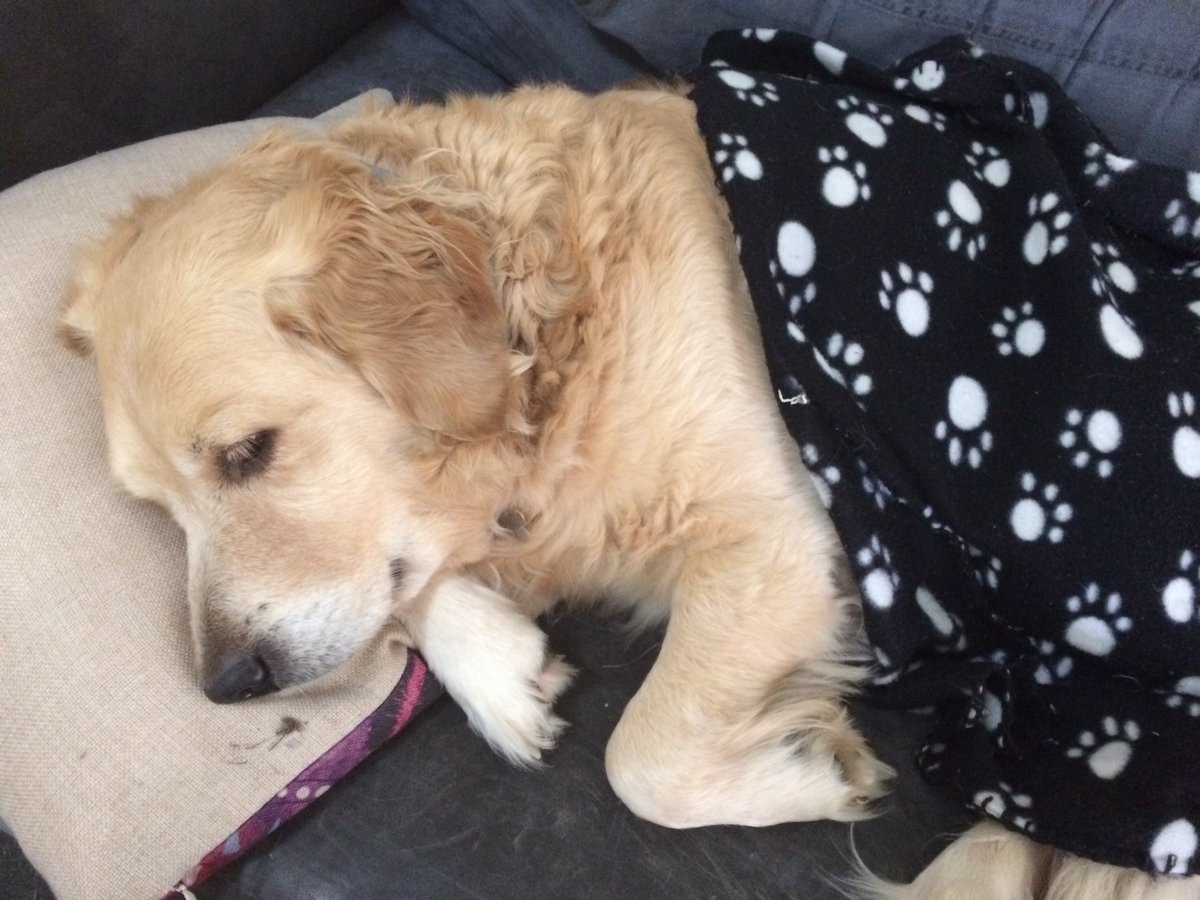 PippaLoves's tweet photo. #Winter is here. #GettingMySnoozeOn #goldenretriever #dogs #dogsoftwitter https://t.co/cXAqdsN6AZ